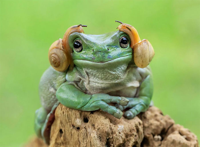 Deretan Potret katak dengan tingkah lucu dan menggemaskan ini bakal bikin kamu ingin geregetan